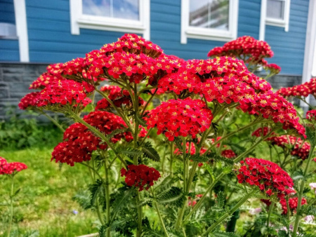 Тысячелистник Ред Шейдес 