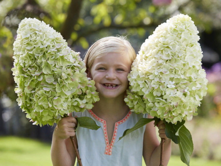 Гортензия Геркулес