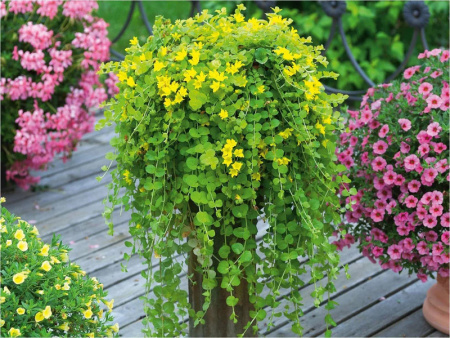 вербейник монетчатый