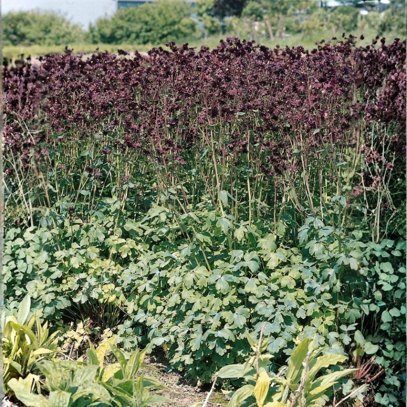 аквилегия блек барлоу