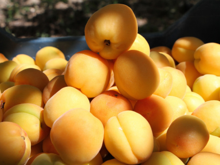 абрикос Белый Шалах