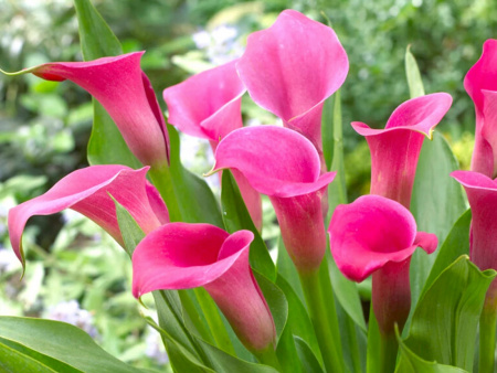 Вайлд Салмон1