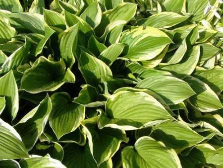 Aureomarginata  Aureomarginata