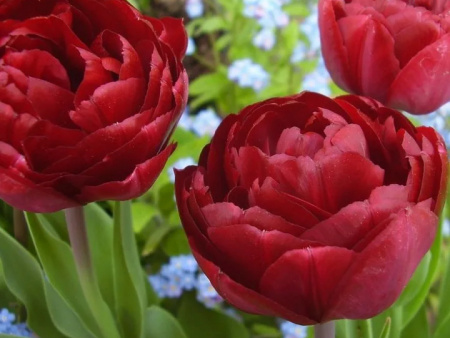 тюльпан эмблазон