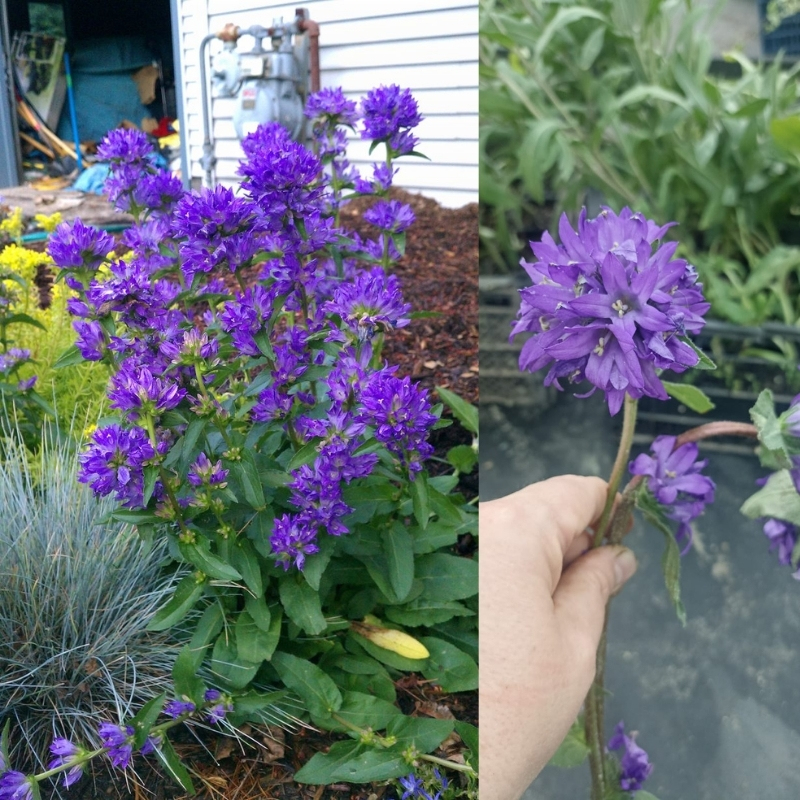 колокольчик скученный фрея