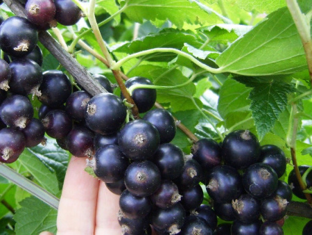 Смородина Кубанская красавица