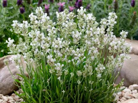 лаванда белая