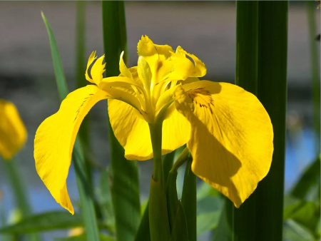 НоменклатураПрисоединенныеФайлы