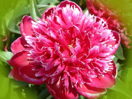 букет перфект1