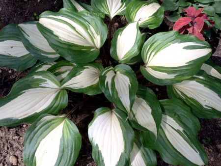 НоменклатураПрисоединенныеФайлы