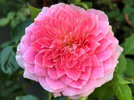 НоменклатураПрисоединенныеФайлы