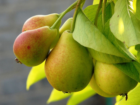 НоменклатураПрисоединенныеФайлы