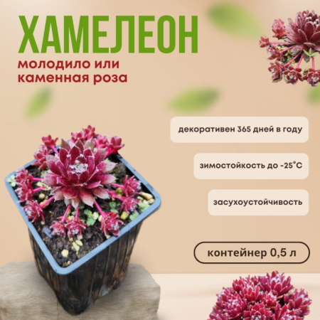 молодило хамелеон