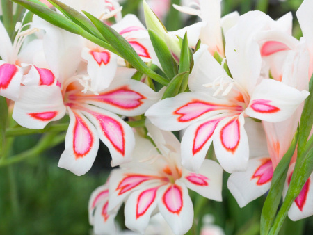 гладиолус Принц Клаус2