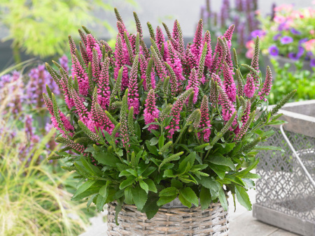 НоменклатураПрисоединенныеФайлы