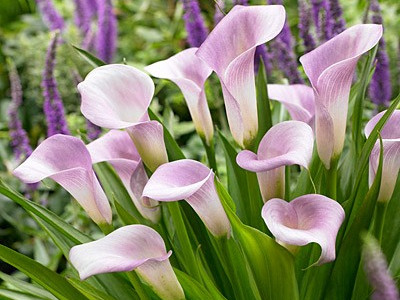 calla Ruby Light Pink Ice3