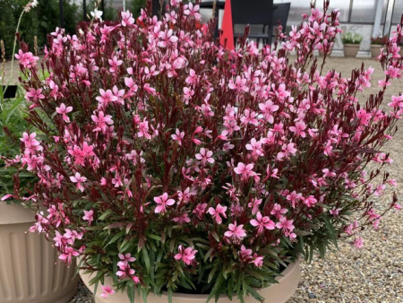 Гаура Гамбит Компакт Пинк