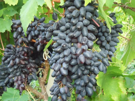 виноград кишмиш а17