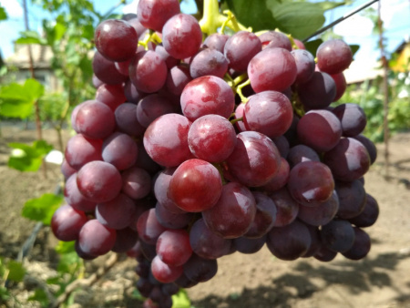 виноград Лада Т виноград Лада Т