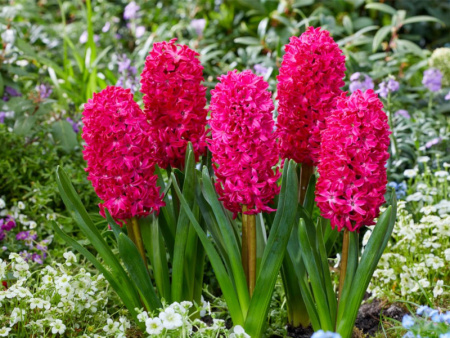 гиацинт Ян Босс