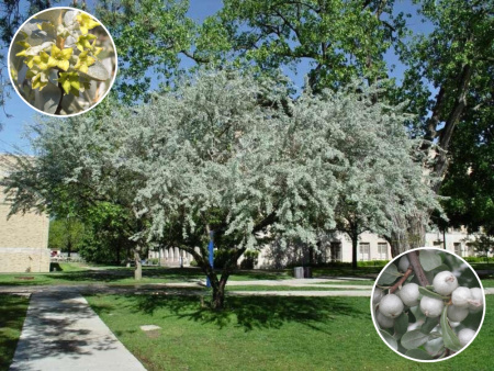 Лох серебристый 2 Лох серебристый 2