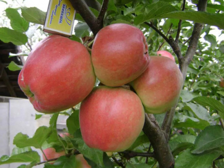 НоменклатураПрисоединенныеФайлы