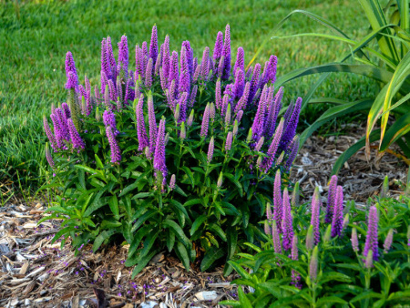 Вероника колосистая Атомик Аметист Рей1