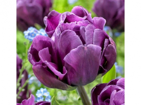 НоменклатураПрисоединенныеФайлы