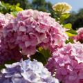 Саженцы гортензии фото, описание и отзывы в каталоге Долины роз Саженцы гортензии фото