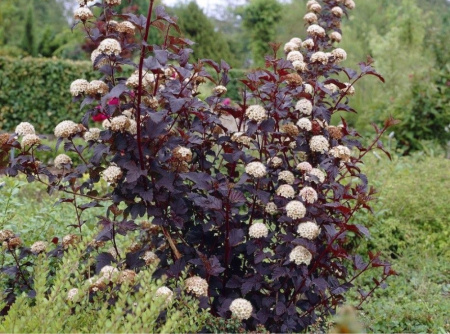 пузыреплодник Диабло