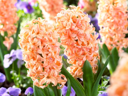 гиацинт Джипси Квин1