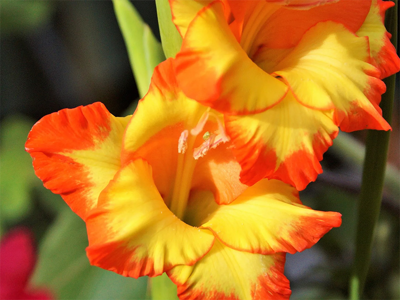 Гладиолус Sunshine (Саншайн) 5 шт гладиолус sunshine (саншайн) 5 шт