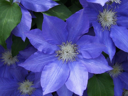 Клематис Блю Диамонд