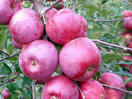 НоменклатураПрисоединенныеФайлы