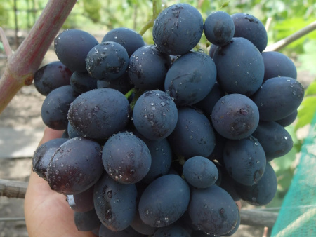 виноград Каталония виноград Каталония