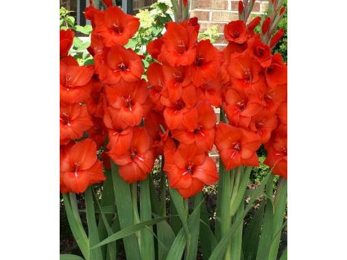 Гладиолус Advance Red (Адванс Ред) 5 шт гладиолус advance red (адванс ред) 5 шт