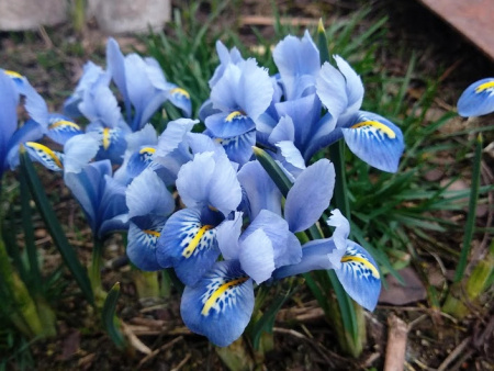 ирис кантаб