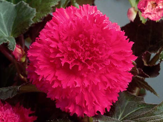 Бегония фимбриата розовая (Fimbriata Pink) фото и описание в интернет магазине Долина роз Бегония фимбриата розовая (Fimbriata Pink) фото и описание