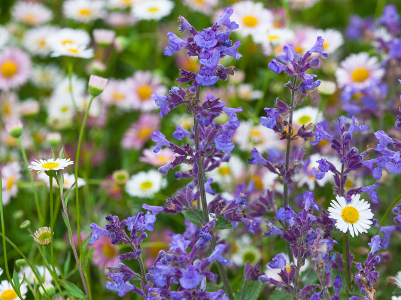 Котовник Фассена Кит Кэт котовник фассена кит кэт