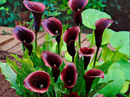 калла Одесса