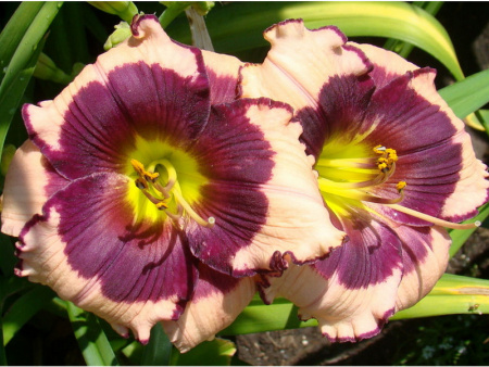 НоменклатураПрисоединенныеФайлы