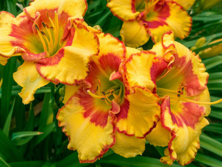 НоменклатураПрисоединенныеФайлы