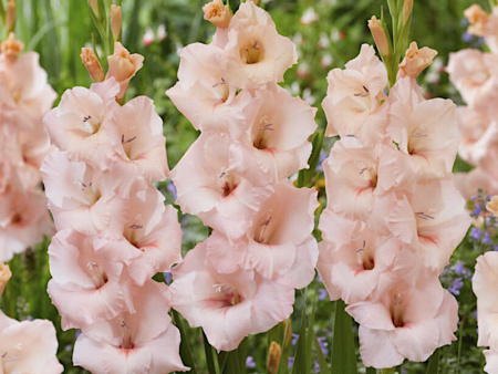 гладиолус Алонсо