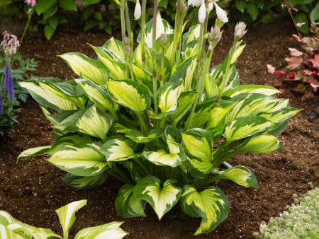 НоменклатураПрисоединенныеФайлы