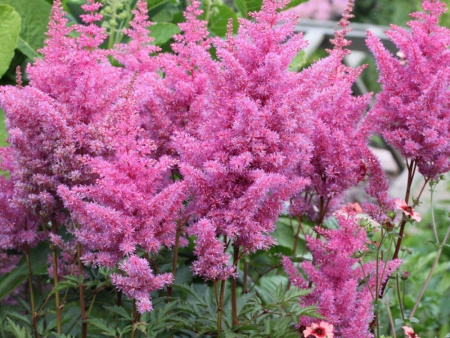 Глория Пурпуреа2