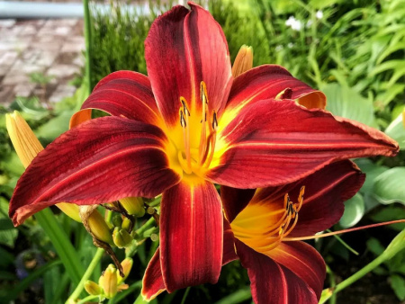 лилейник Оутум ред