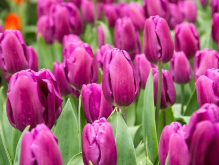 тюльпан пурпл принц