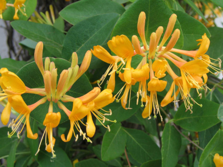 жим Джеральда1 жим Джеральда1