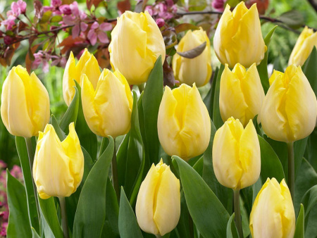 санни принц