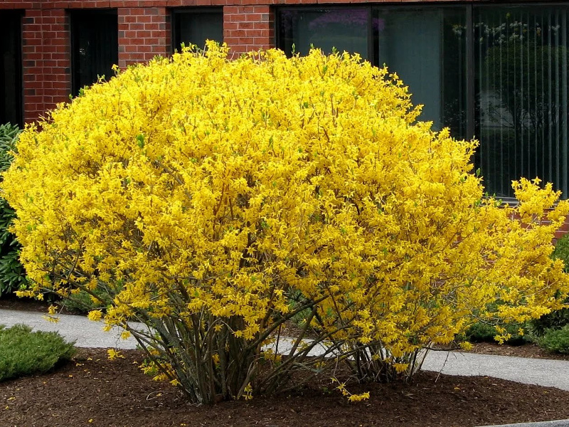 Форзиция фото и описание. Саженцы в каталоге интернет магазина Долина роз. Форзиция фото